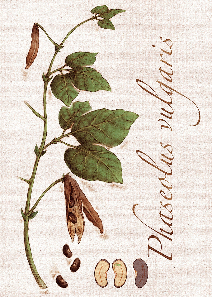 Bean plant