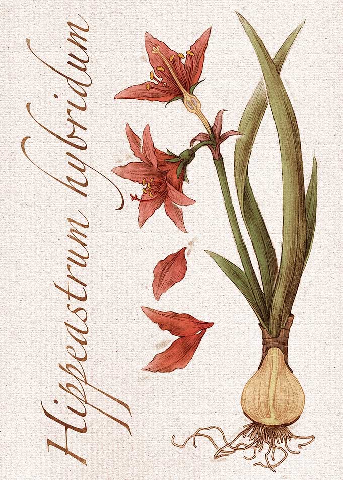 Amaryllis flower