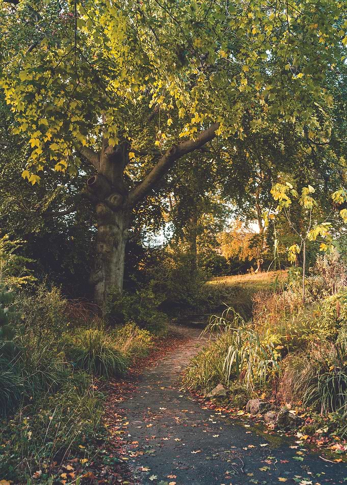 Gold Sun in the Trees