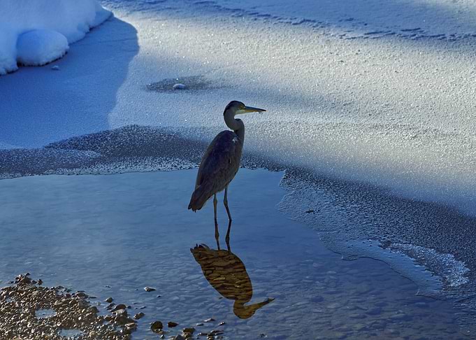 Snowy stork body