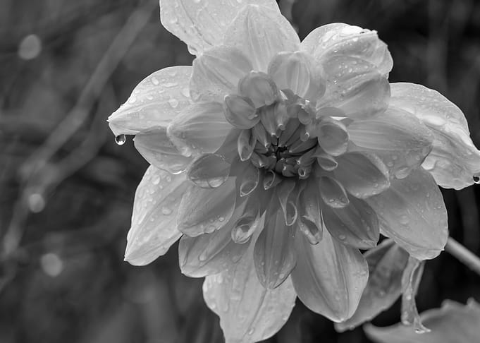 Minimalistic Flower