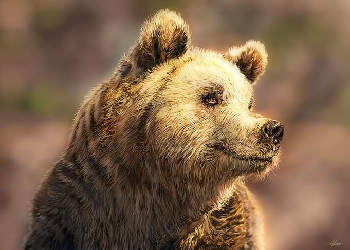 Brown Bear