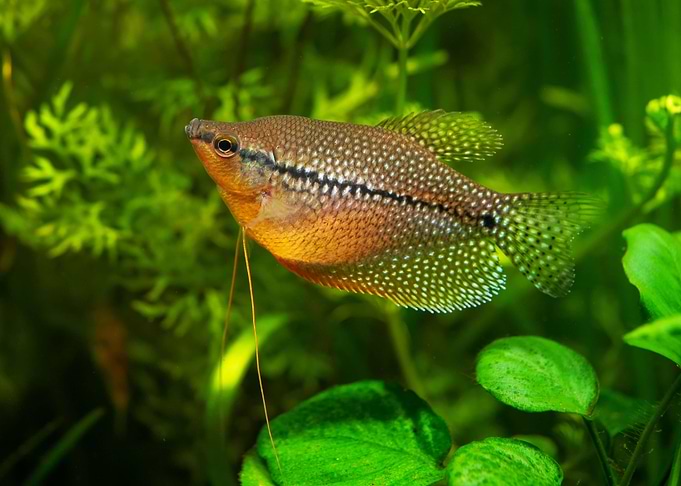 Mosaic gourami pearl fish