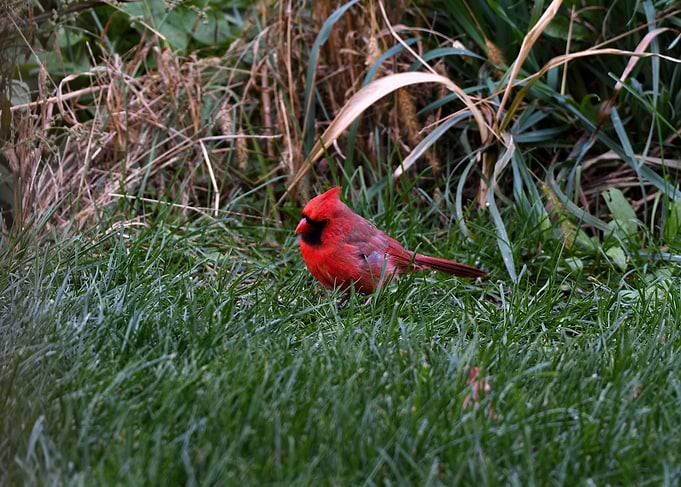 Cardinals Serenity