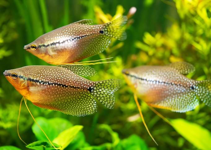 Mosaic gourami pearl fish