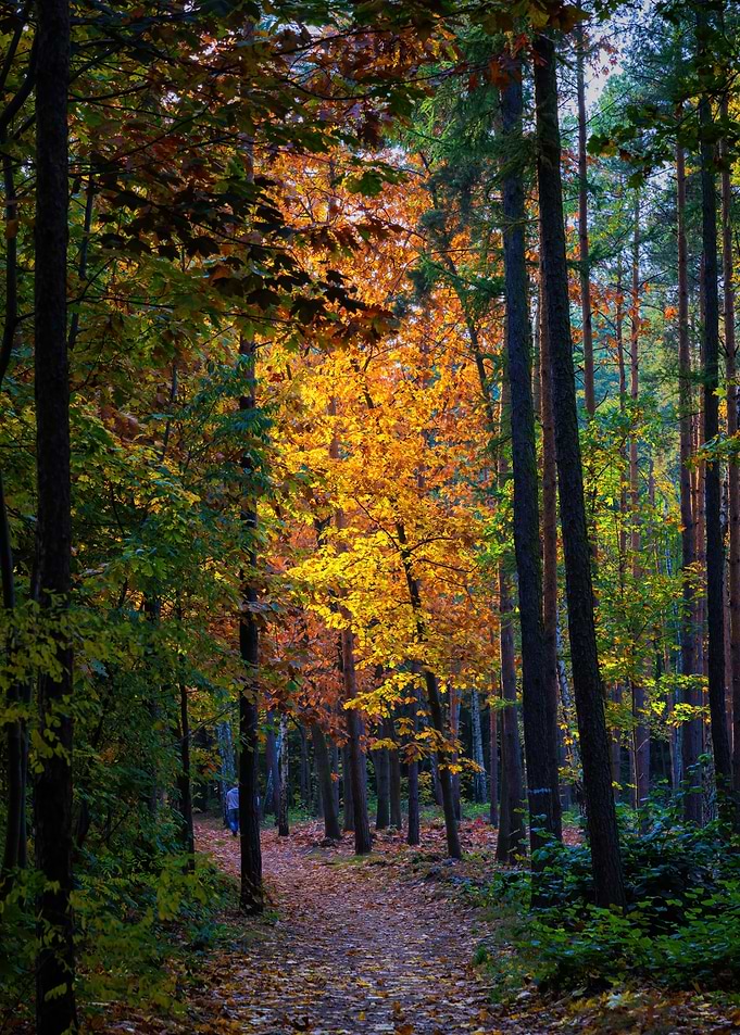 Sunset In Autumn Forest