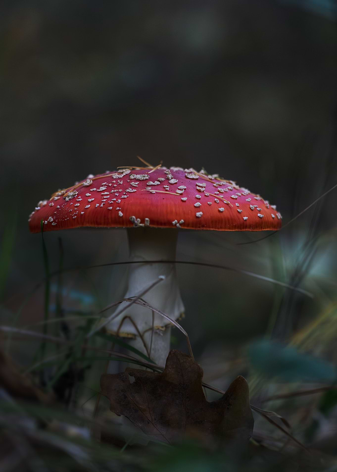 Mushroom