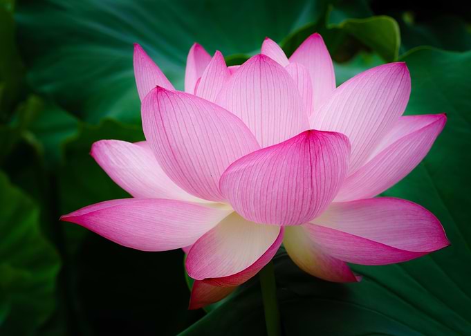 Flower Water Light Lotus