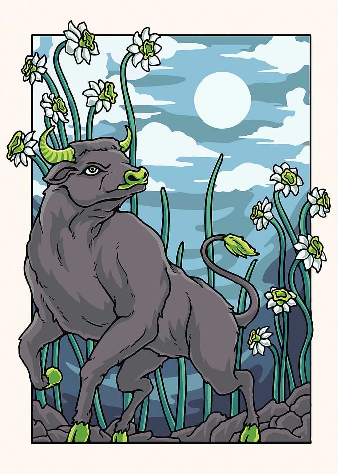 Daffodils Bull