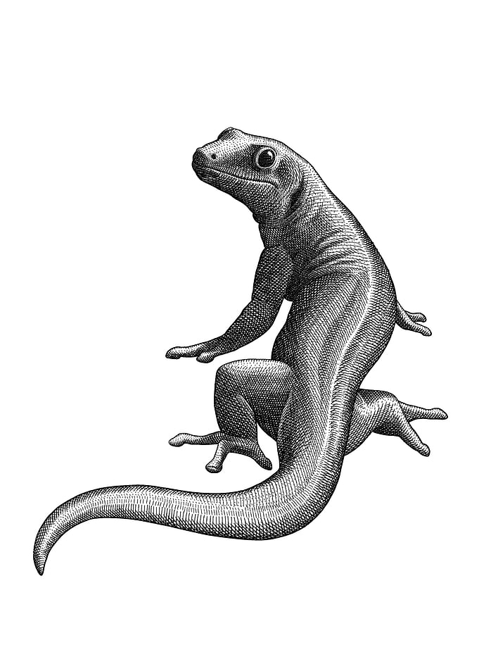 Lizard
