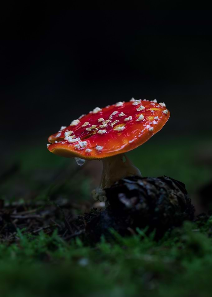 Fly agaric