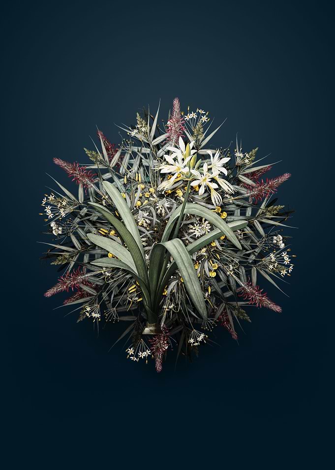 Pancratium Illyricum