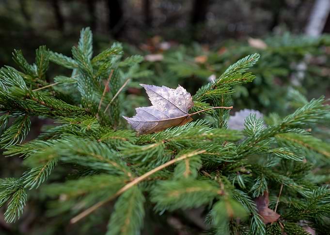 Fallen Leaf