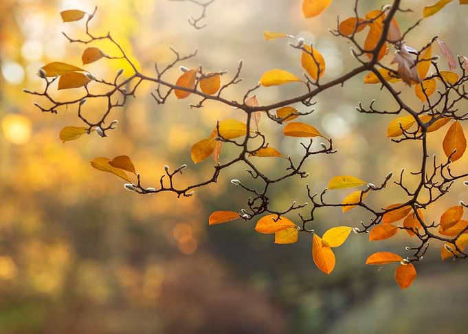 Leaves