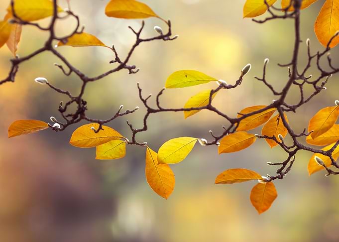 Leaves