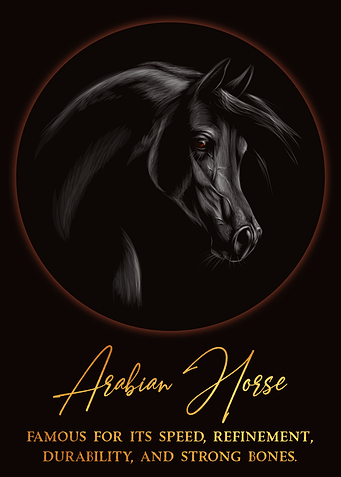 Arabian Horse
