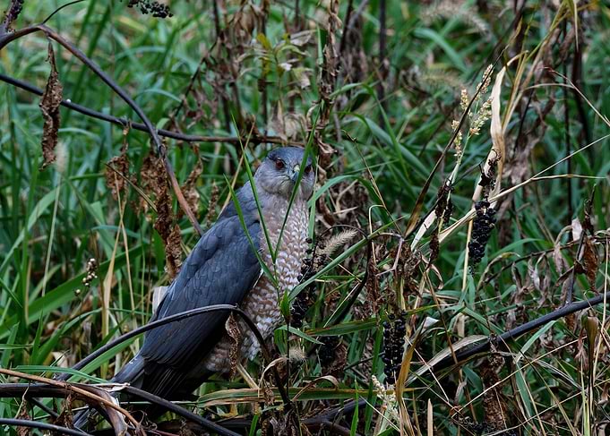 Bird Of Prey