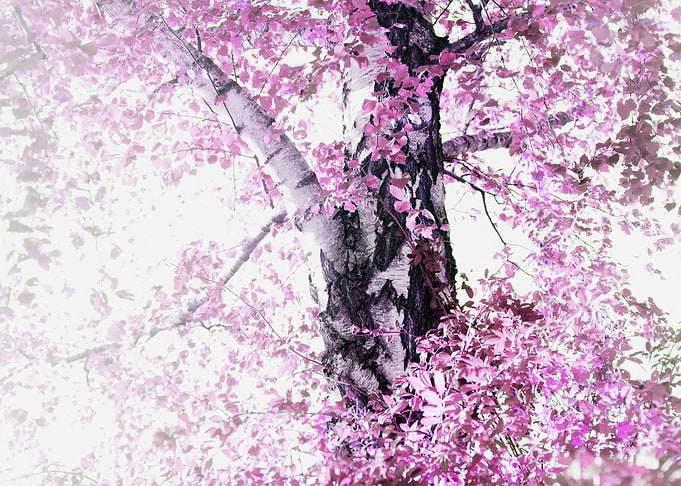 Dreamy Birch Tree 6