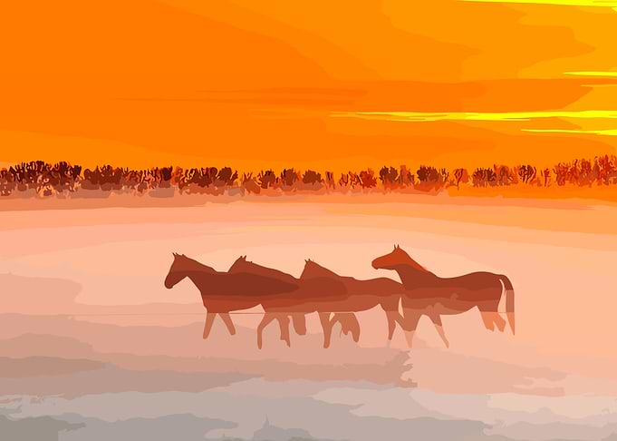 horses in nature