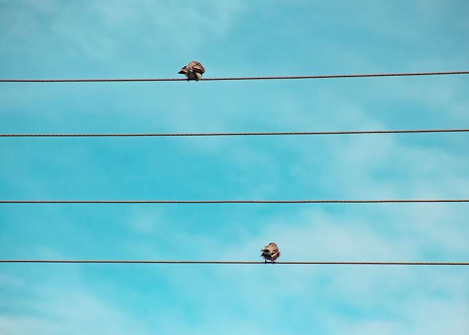 birds on a wire parallel