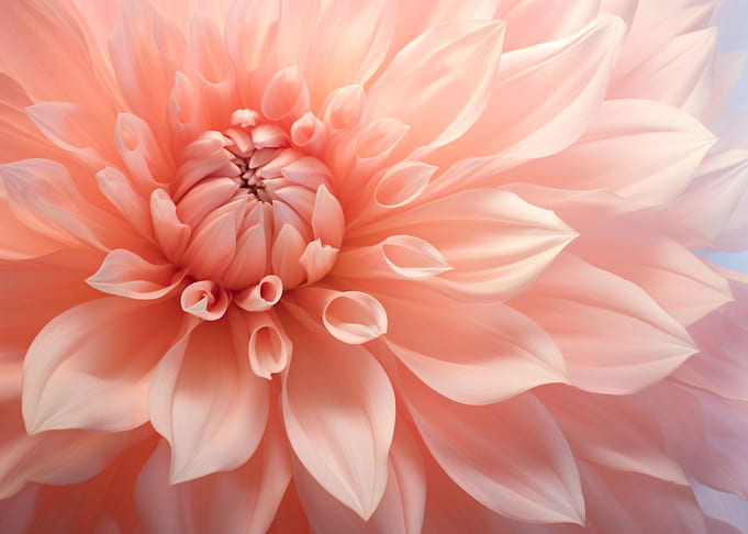 Macro Chrysanthemum flower