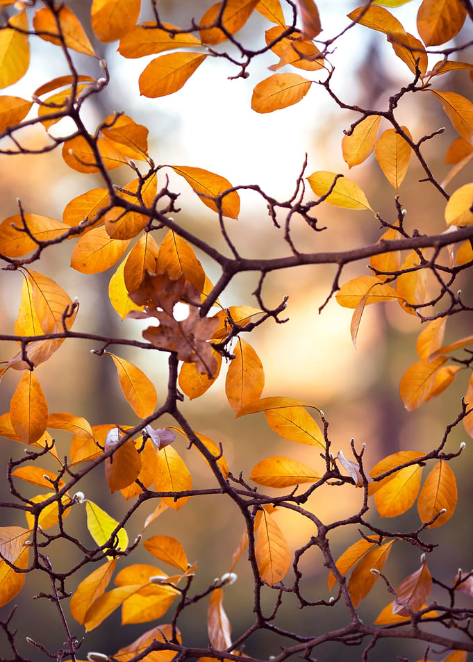 Autumn leaves