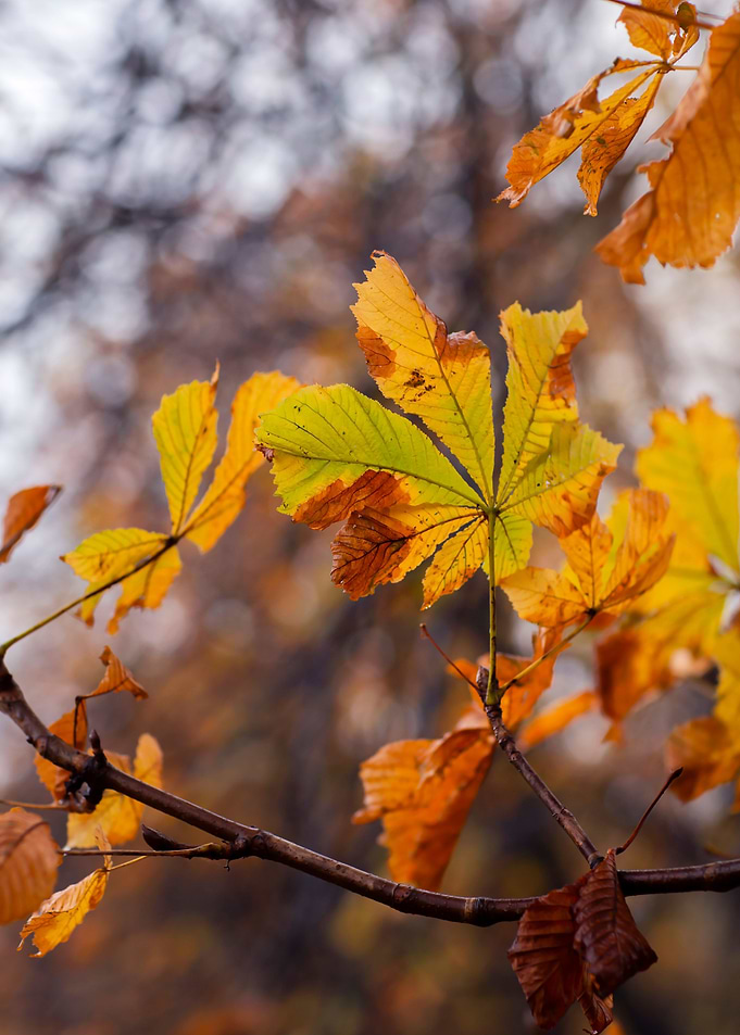 Autumn leaves