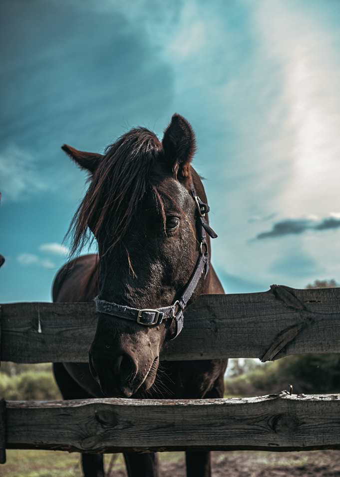 Horses posing