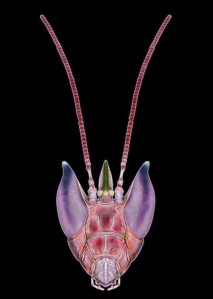 Pink Orchid Mantis Head