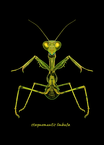 Green Praying Mantis