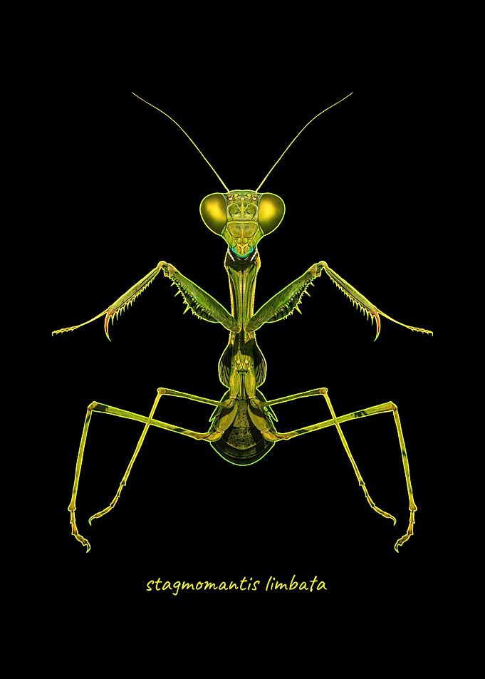 Green Praying Mantis