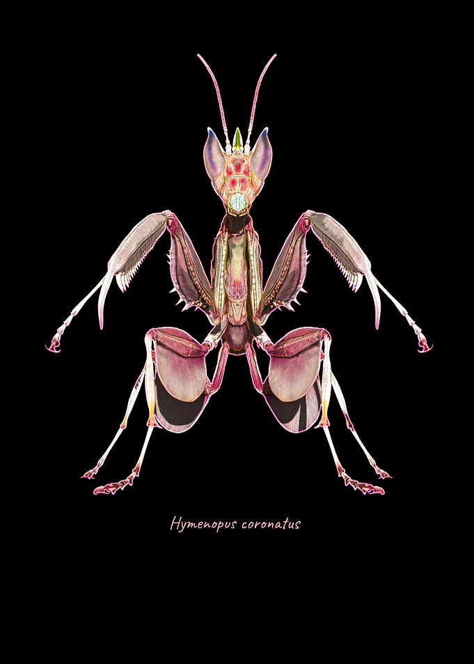 Pink Orchid Mantis