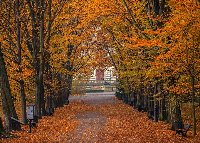 Autumn alley