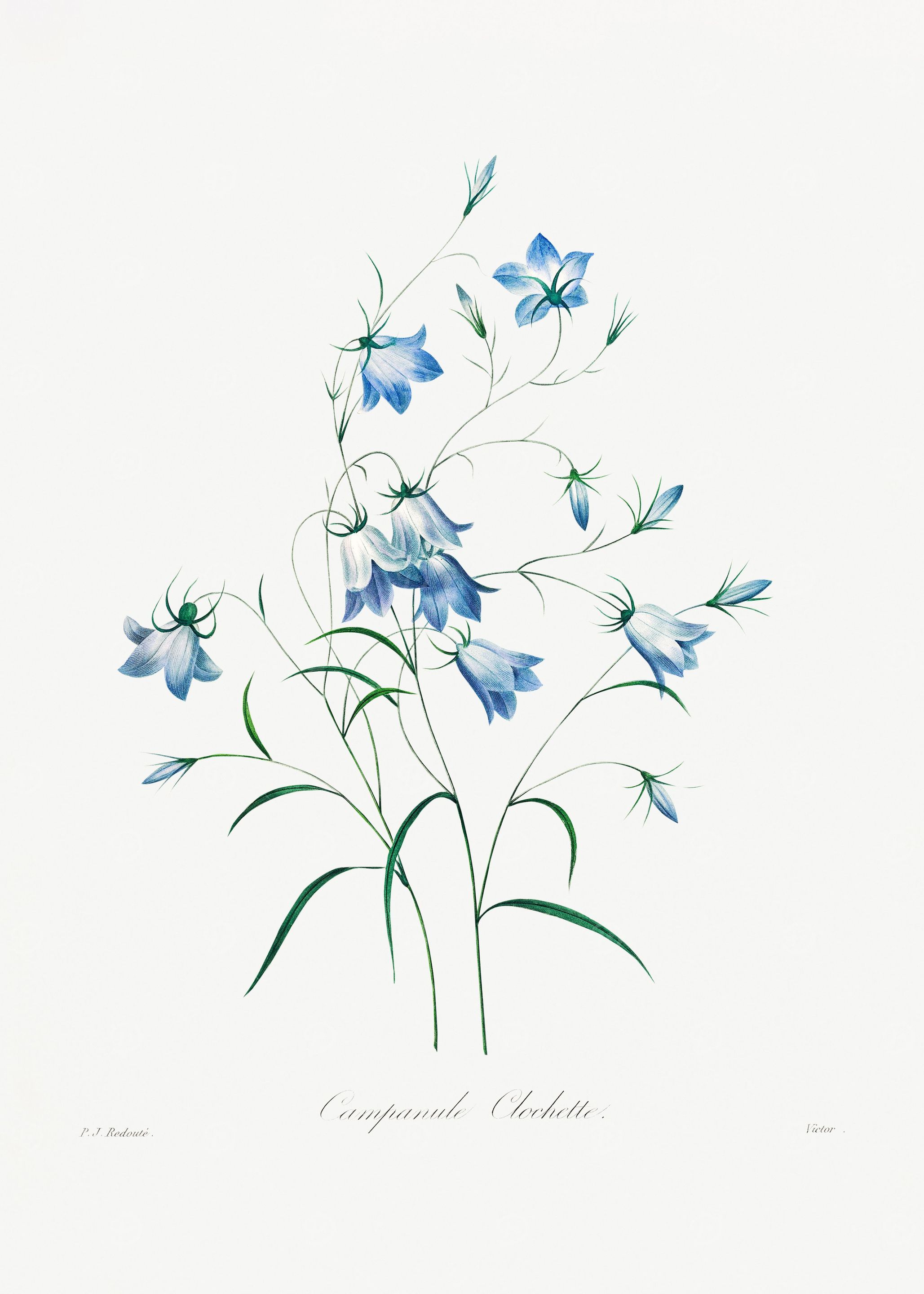 Vintage Flower