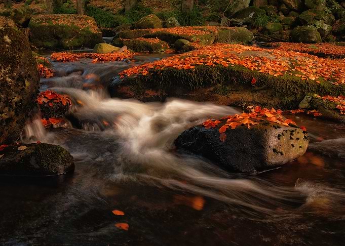 Among fiery foliage