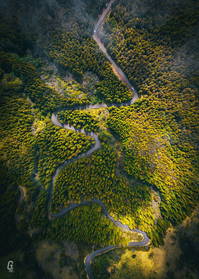 Forest Snake Road