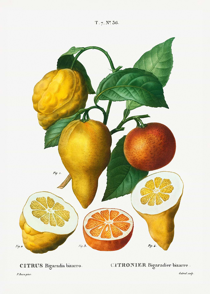 Citrus