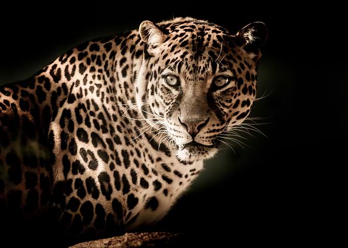 leopard blackground