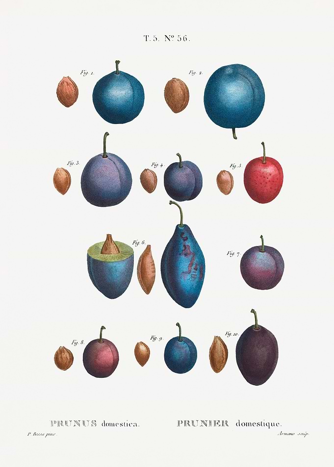 Prunus domestica