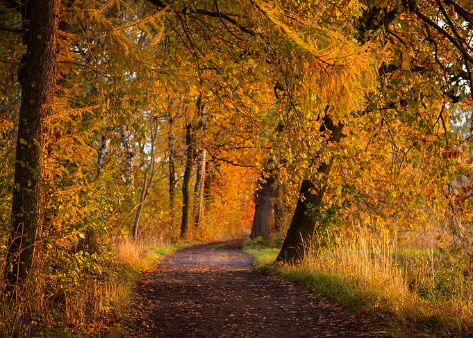 Autumn alley