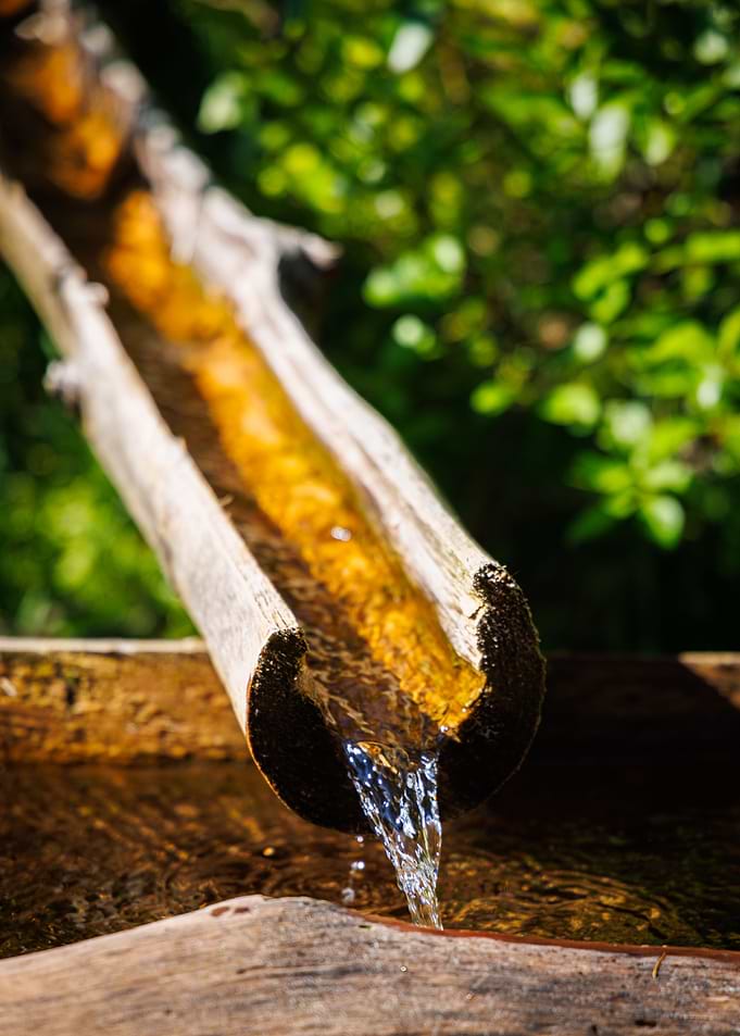 Water source in a forest
