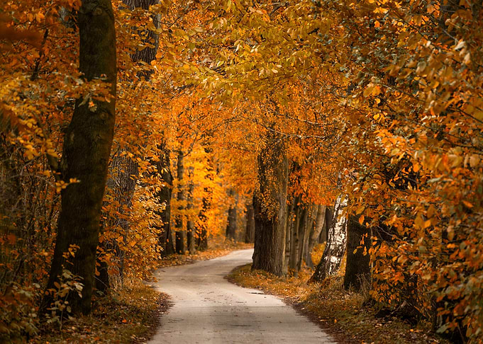 Autumn alley
