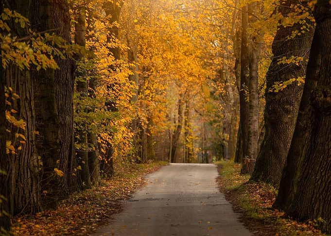 Autumn road