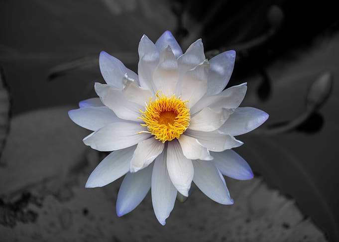 Purple Lotus