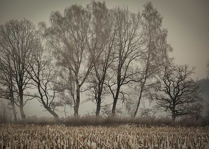 Winter morning