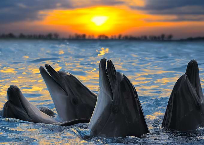 Sunset Dolphins