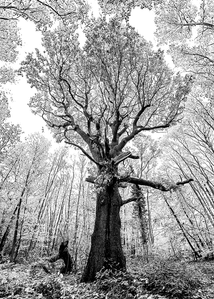 tree