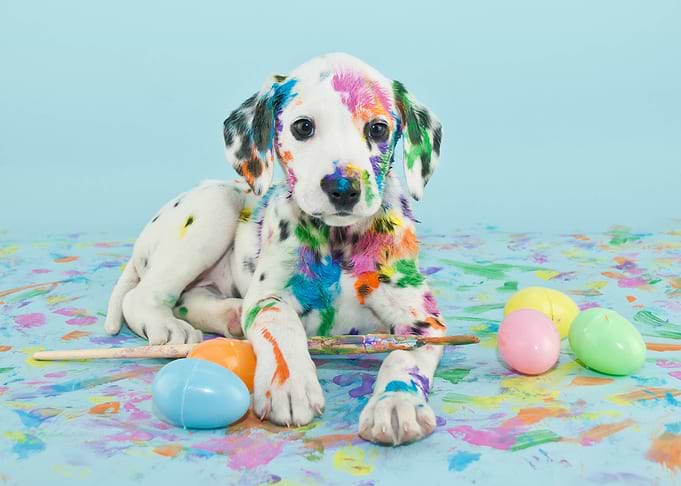 Dalmatian Puppy