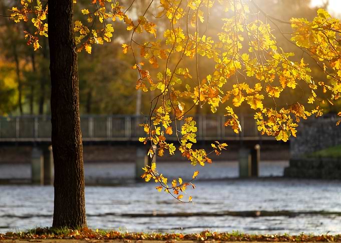Autumn morning