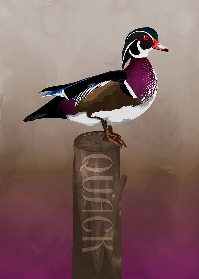 Wood duck